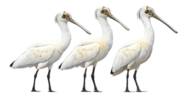 Birds