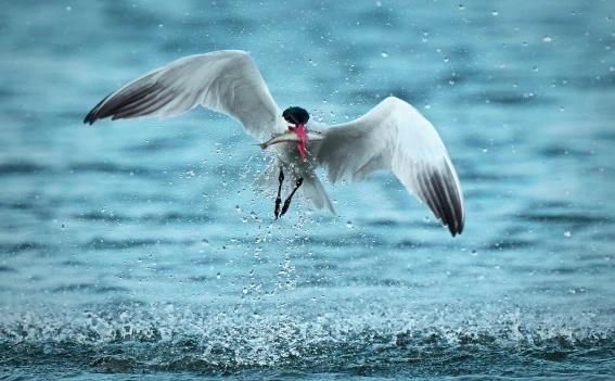Bird eating fish